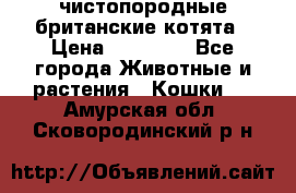 чистопородные британские котята › Цена ­ 10 000 - Все города Животные и растения » Кошки   . Амурская обл.,Сковородинский р-н